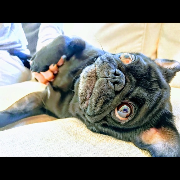 Meet your Posher, Mia - Picture 1 of 1